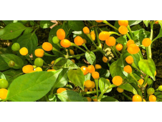 Charapita Chili (gefriergetrocknet)